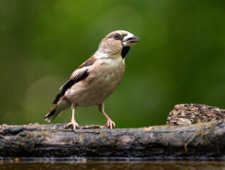 Hawfinch on a branch