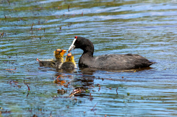 Crested Coot family on a lake