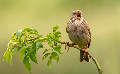 Corn Bunting on a branch