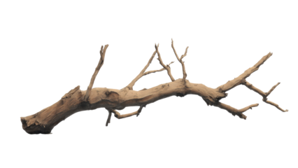 An isolated, weathered piece of natural driftwood or dried tree branch, perfect for aquatic habitats, terrariums, or rustic home decor. background removed
