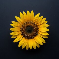 Radiant sunflower bloom against a stark backdrop, full of golden energy