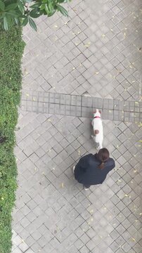 perro bodeguero mayor, viejo y lento por la calle con su due&ntilde;a