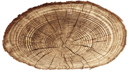 A detailed view of a circular tree trunk cross-section, showcasing its distinct annual growth rings and natural wood texture. background removed