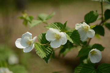 Fototapeta premium Rhodotypos scandens four-petaled white blossoms blooming singly at branch tips and creating delicate spring floral displays in Korean habitats