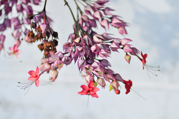 Bleeding heart vine or Clerodendrum thomsoniae Balf or Bag flower or LAMIACEAE or red flower or pink flower