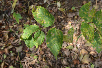 Obraz premium Rhodotypos scandens paired serrated leaves with strong surface wrinkling forming the textured foliage of this deciduous Korean shrub