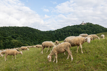 Fototapeta premium Schwäbische Alb, Landschaft mit Schafen unter der Burg Teck, Hohenbohl bei Owen in Deutschland.