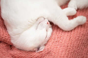 ピンクの毛布の上で眠る白い猫