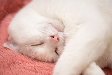 ピンクの毛布の上で眠る白い猫