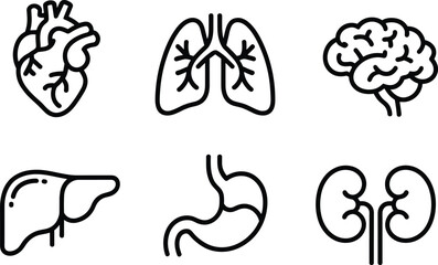 Medical human organ icons in clean line style, heart lungs brain liver stomach kidneys illustration for healthcare, anatomy, hospital and wellness design