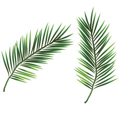 Obraz premium Realistic Tropical Palm Tree Leaves Isolated on White Background