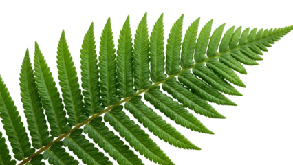 Vibrant Green Fern Frond with Serrated Leaflets on Black Background plant