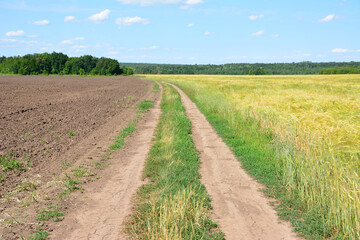 Obraz premium Dirt Road Dividing Plowed and Golden Fields Under Blue Sky with a distant forest