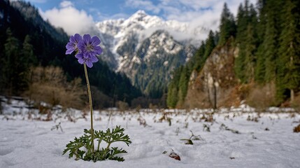 Single purple wildflower emerges from the snow in a mountain valley setting