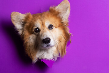 Obraz premium corgi fluffy portrait