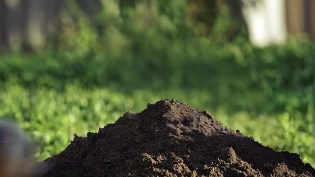 Video A groundhog perched on a mound of earth, possibly after digging or burrowing