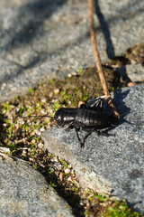 A black field cricket Gryllus campestris sits on the ground close-up macro insect nature fauna