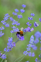 A bumblebee collecting nectar from a blue lavender flower The plant attracts pollinators to gardens Close-up macro insect nature fauna