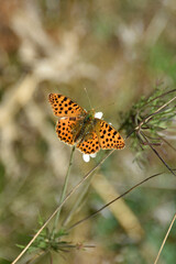 Dark Green Fritillary High Brown Fritillary golden-orange-brown coloring of the upper side of the wings with a pattern of black spots sits on a white clover flower close-up macro insect nature fauna