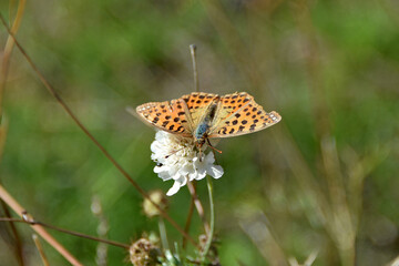 Butterfly dark green fritillary High Brown Fritillary golden-orange color of wings with black spots sits on a white clover flower close-up macro insect nature fauna