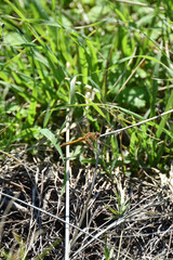 
Red-winged dragonfly male Sympetrum fonscolombii blue eyes grass green leaves summer autumn close-up macro insect nature fauna