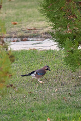 Eurasian Jay Garrulus glandarius is a small songbird of the corvid family with pinkish-brown plumage and a blue spot on the wing Close-up macro of the animal Nature fauna