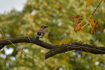 Eurasian Jay Garrulus glandarius is a small songbird of the corvid family with pinkish-brown plumage and a blue spot on the wing Close-up macro of the animal Nature fauna