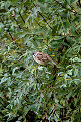 The common tree sparrow Passer montanus is a small passerine bird with a chestnut crown and nape a black spot on the white part of the cheek close-up macro animal nature fauna