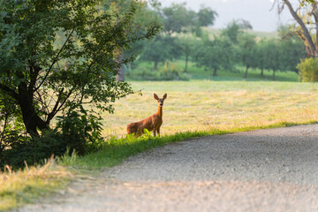 Reh und Rehkitz überqueren den Waldweg zum Sonnenuntergang
