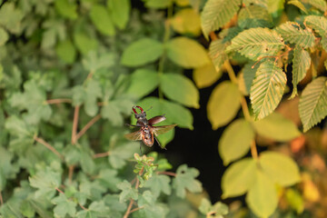 Hirschkäfer schwebt in den Bäumen der Voralb beim Sonnenuntergang.