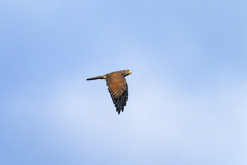 サシバ成鳥の飛翔