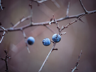 berries on a branch
