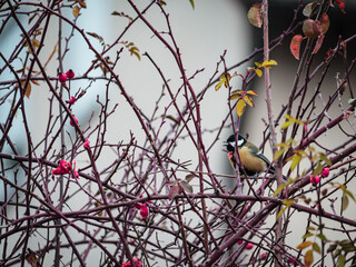 bird on a branch