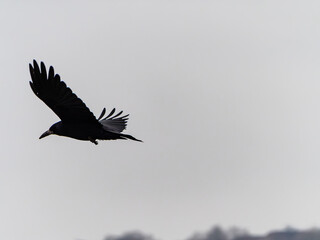 Crow in flight