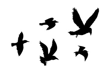Fototapeta premium Flying flock of birds silhouette, Simple swallows in flight, crows in the sky. Group of birds border.