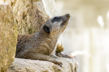 Side profile of a cute meerkat, Suricata suricatta, looking up from a rocky outcrop. Sunlit background with space for text.
