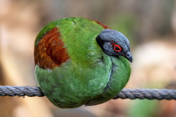 Female crested wood partridge, Rollulus rouloul, a vulnerable ground dwelling bird endemic to forests throughout southwest Thailand, Myanmar, Sumatra, and Borneo.