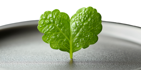 Heart shaped green leaf on transparent background