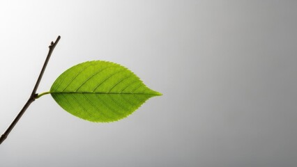 Bright green leaf on a twig with water drops