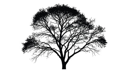 Obraz premium Silhouette of a tree with branches and leaves