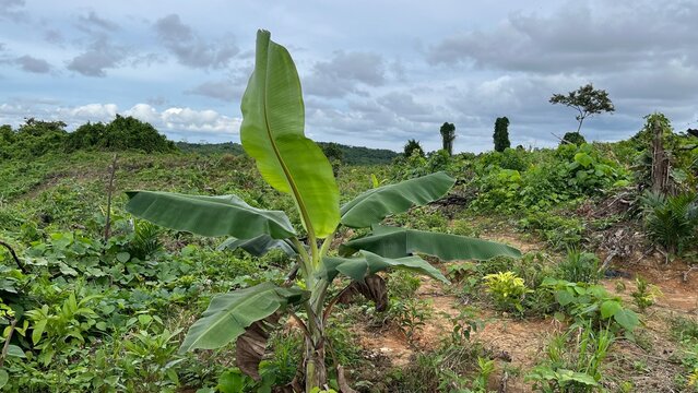 A healthy banana tree growing in the middle of a lush garden, showcasing vibrant green leaves and a tropical natural environment.