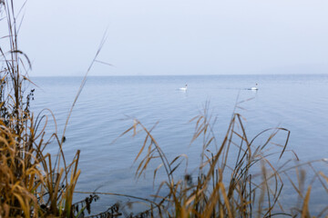 Golden grasses and reeds frame a tranquil lake scene, with soft mist hovering over the water, creating a serene atmosphere and inviting reflection on nature's beauty