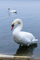 Obraz premium Elegant white swan gracefully wading in calm waters near the shore, surrounded by autumn foliage and a tranquil landscape, reflecting nature's beauty and serenity