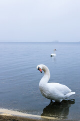 Elegant white swan gracefully wading in calm waters near the shore, surrounded by autumn foliage and a tranquil landscape, reflecting nature's beauty and serenity