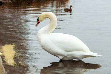 Naklejka premium Elegant white swan gracefully wading in calm waters near the shore, surrounded by autumn foliage and a tranquil landscape, reflecting nature's beauty and serenity