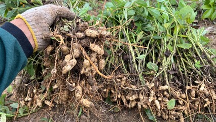 Hand holding freshly uprooted peanut plants with roots and pods, captured in a lush green farmland during harvest season.