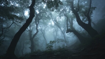 A mystical, foggy forest with twisted, gnarled trees, dark and mysterious, with a path leading through the undergrowth. The trees are silhouetted against a misty backdrop, creating a sense of depth an