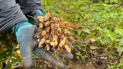 Hand holding freshly uprooted peanut plants with roots and pods, captured in a lush green farmland during harvest season.