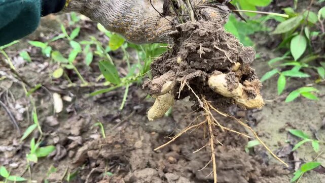 Hand holding freshly uprooted peanut plants with roots and pods, captured in a lush green farmland during harvest season.