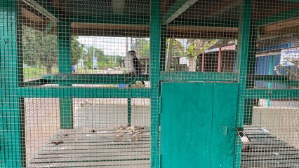 A young eagle chick inside a cage, showing soft feathers and curious expression. Captured in a close-up wildlife setting with natural light.